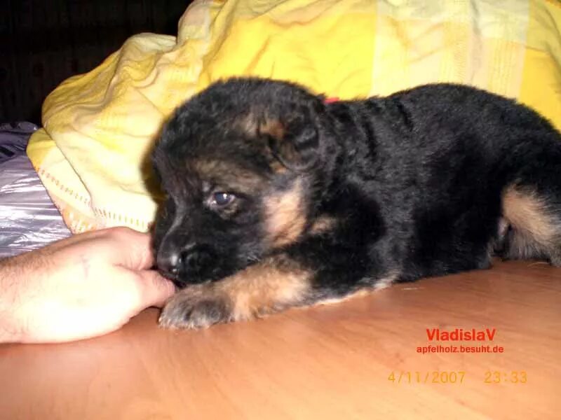 Овчарка 2 недели фото НЕМЕЦКАЯ ОВЧАРКА ЩЕНКИ ОТ ZWINGER VOM APFELHOLZ PUPPIES