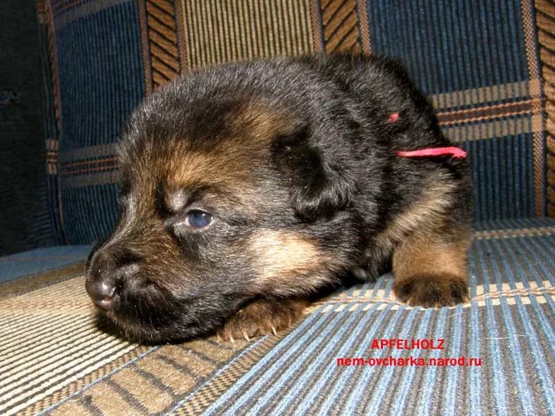 Овчарка 2 недели фото НЕМЕЦКАЯ ОВЧАРКА ЩЕНКИ ОТ ZWINGER VOM APFELHOLZ PUPPIES