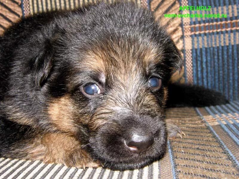 Овчарка 2 недели фото НЕМЕЦКАЯ ОВЧАРКА ЩЕНКИ ОТ ZWINGER VOM APFELHOLZ PUPPIES
