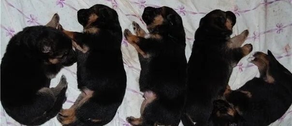 Овчарка 2 недели фото Вы хотите отдать кошкусобаку в хорошие руки? Вам сюда! Барахолка в Ногинске и Э