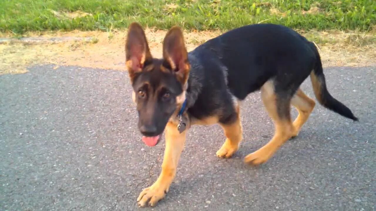 Овчарка 9 месяцев фото Indy 18 weeks old - German Shepherd - YouTube
