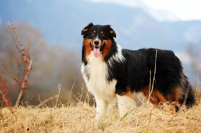 Овчарка австрийская фото АВСТРАЛИЙСКАЯ ОВЧАРКА - Sunshine Area Cooper ID: 16625
