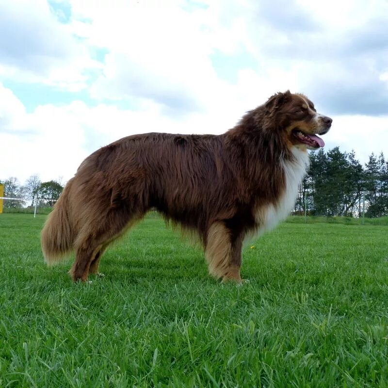 Овчарка австрийская фото АВСТРАЛИЙСКАЯ ОВЧАРКА - Cocolate Rascal Haliba ID: 16744