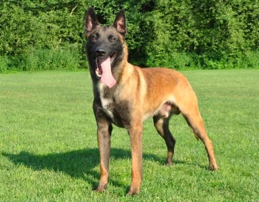 Овчарка австрийская фото H-Wurf Malinois du Mont St. Aubert
