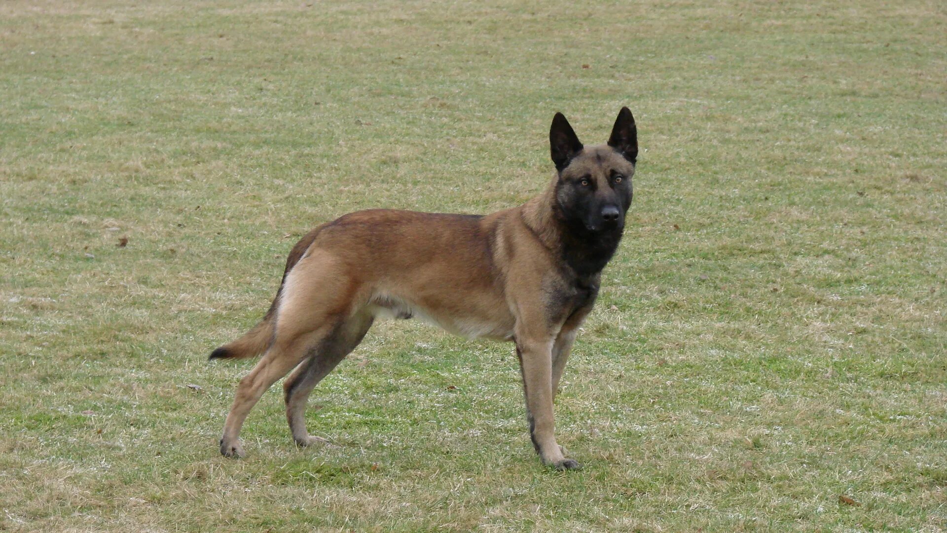 Овчарка австрийская фото 10 Hardest Working Dog Breeds - Facts Verse