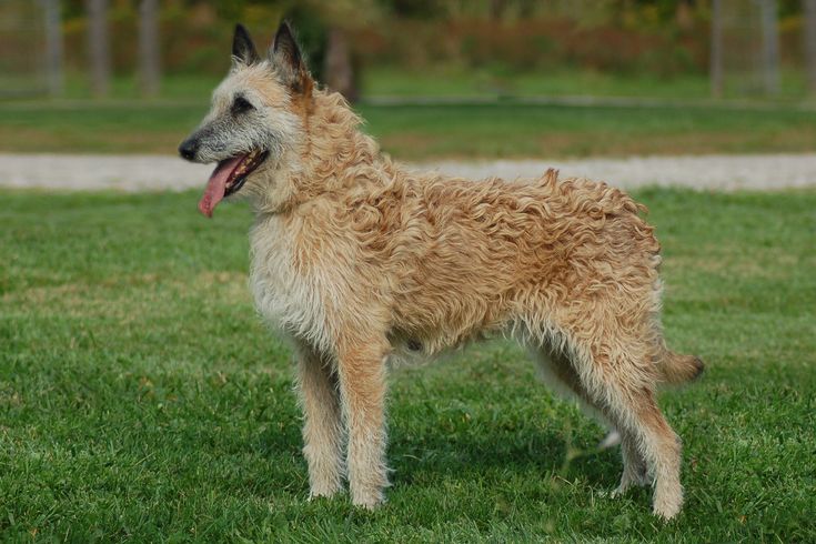 Овчарка бельгийская фото разновидности породы фото belgian shepherd western australia in 2024 Shepherd dog breeds, Belgian shepherd