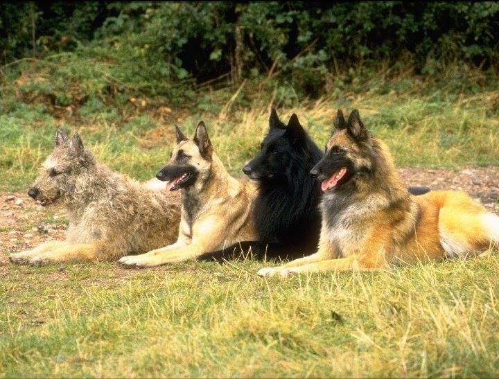Овчарка бельгийская фото разновидности породы фото Breeder, Trainer & Seller of World Class Pedigree Belgian Malinois, German Sheph
