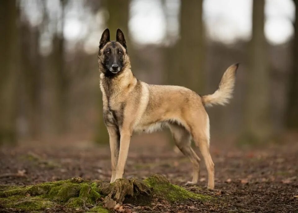 Овчарка бельгийская фото разновидности породы фото Quiz: If You're A Dog Lover You're Going To Rock This Quiz! - Trivia Boss Dogs, 