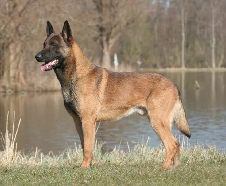 Овчарка бельгийская фото разновидности породы фото Belgian Malinois Dog