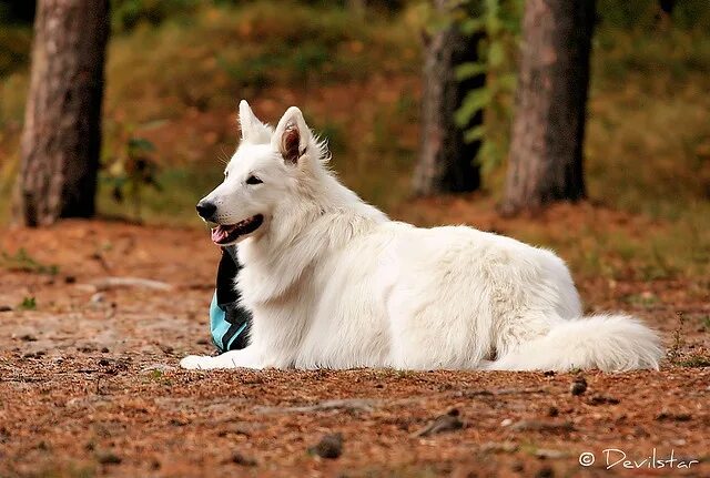 Овчарка белого цвета фото Swiss White Shepherd White shepherd, White german shepherd, German shepherd pupp
