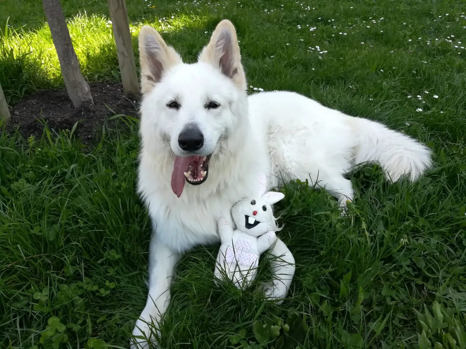 Овчарка белого цвета фото What Is Like To Own a White Swiss Shepherd? World Dog Finder
