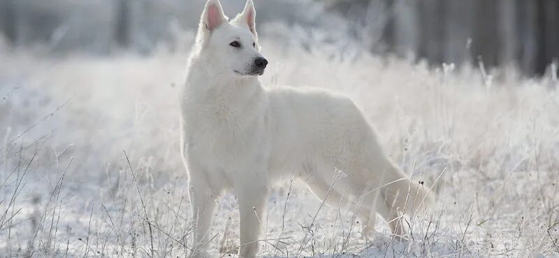 Овчарка белого цвета фото 11 Dogs That Look Like German Shepherds - PlayBarkRun
