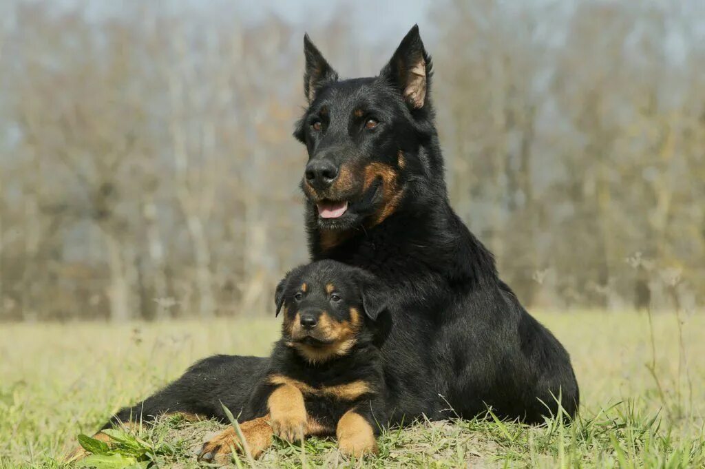 Овчарка босерон фото 21 Best Guard Dog Breeds for Protection Best guard dogs, Best guard dog breeds, 