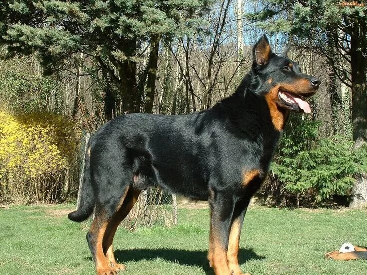 Овчарка босерон фото Beauceron Beauceron, Dogs, Dog breeds