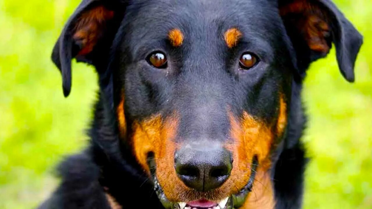 Овчарка босерон фото Beauceron - Top Dog Facts You Need To Know - YouTube