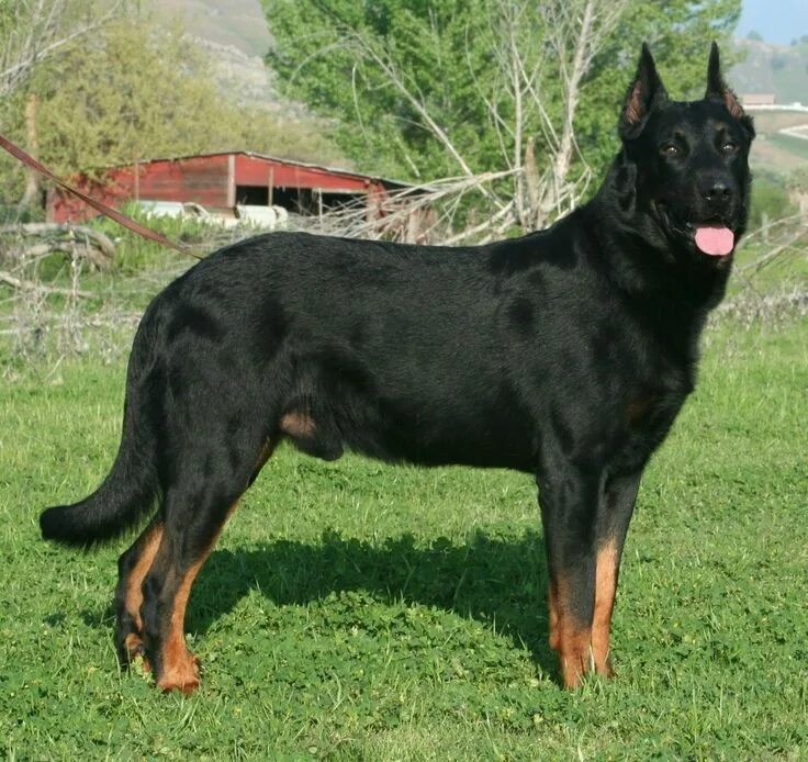 Овчарка босерон фото Beauciron Dog Beauceron, Purebred dogs, Dogs