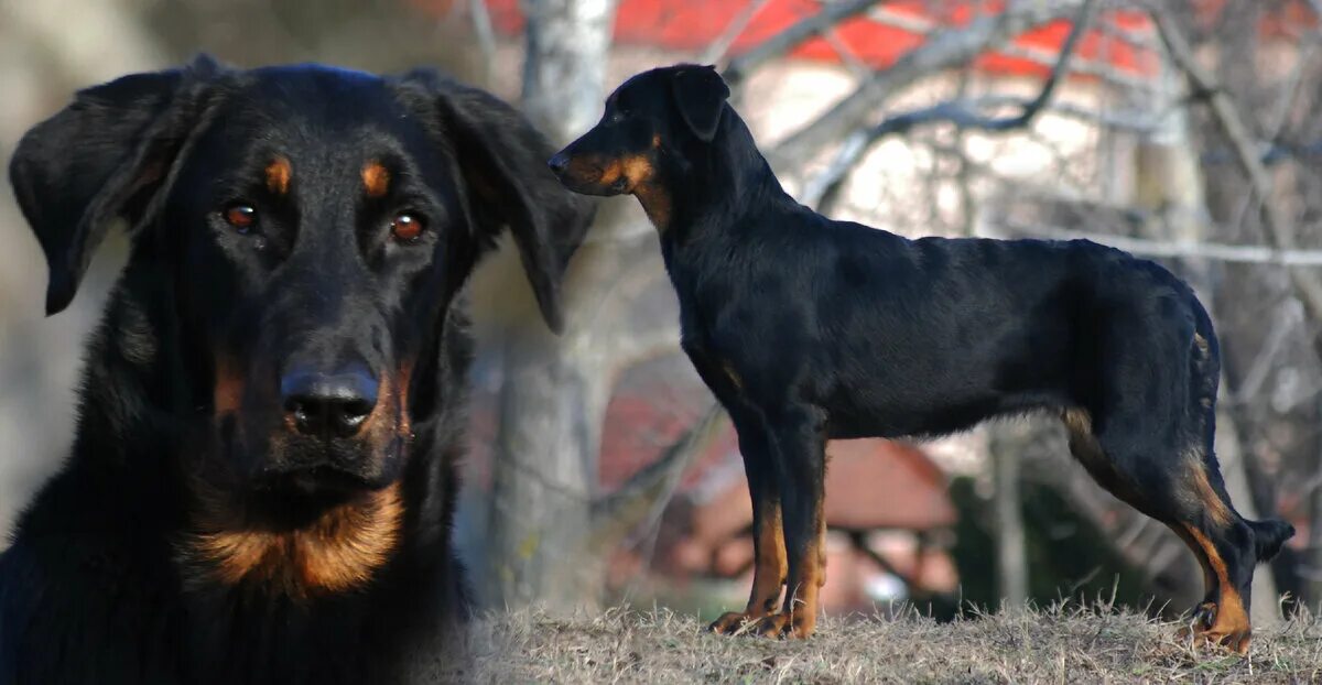 Овчарка босерон фото Босерон или Французская овчарка. История. DianaFriendDog Дзен