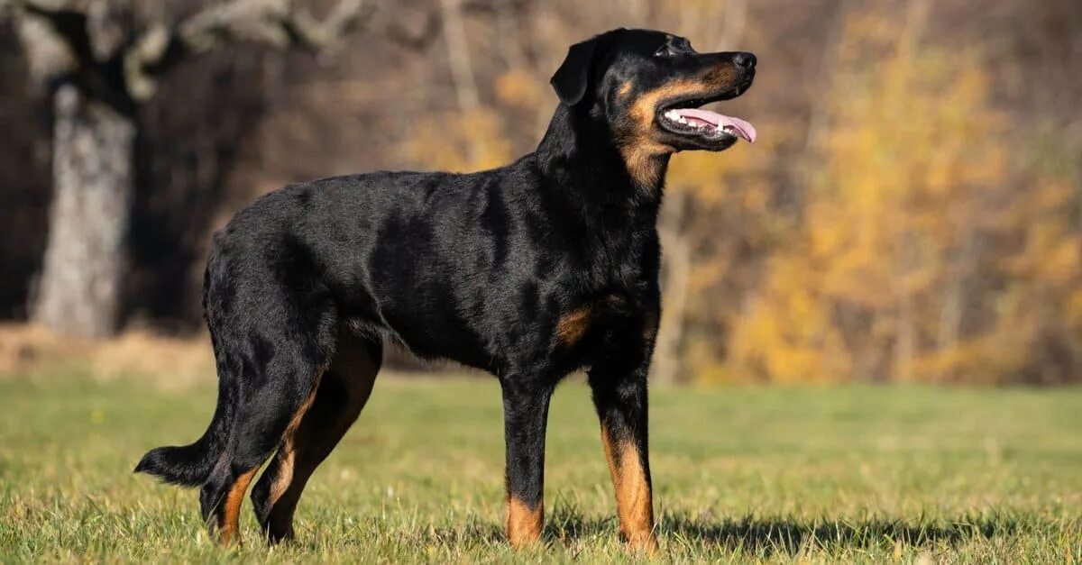 Овчарка босерон фото These Are the Most Popular Short-Haired, Big Dog Breeds