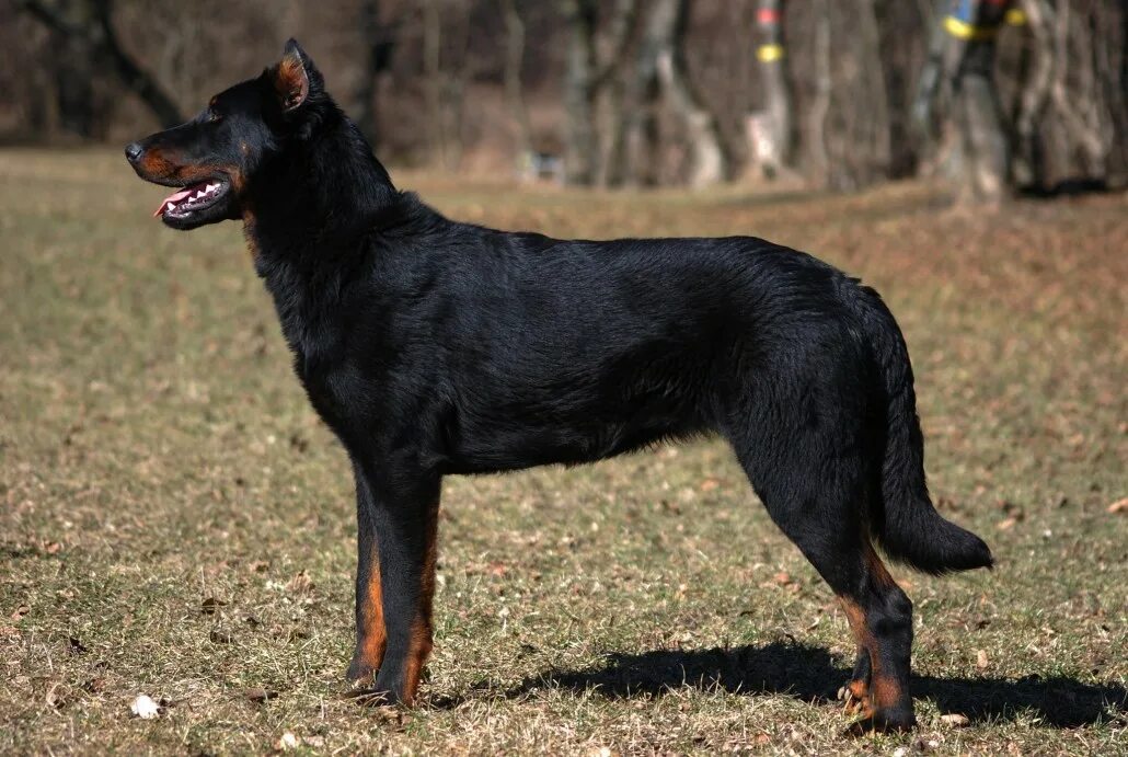 Овчарка босерон фото Beauceron Breed Guide - Learn about the Beauceron.