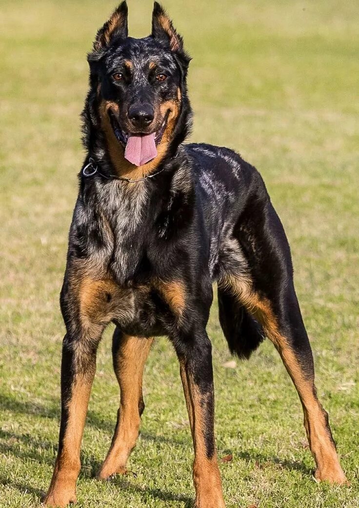 Овчарка босерон фото Beauceron Dog breeds, Rare dogs, Beautiful dogs