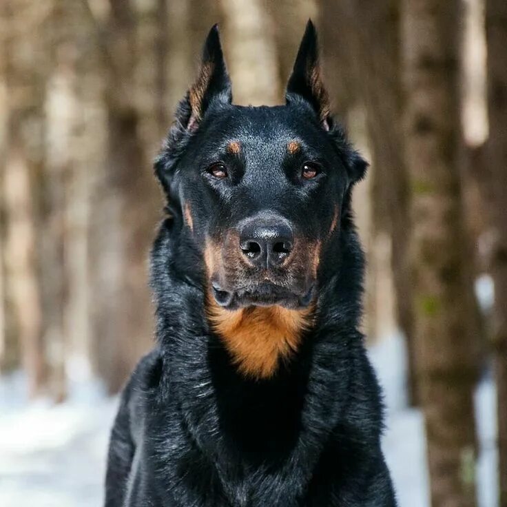 Овчарка босерон фото Босерон Hunde, Hunderassen, Tiere
