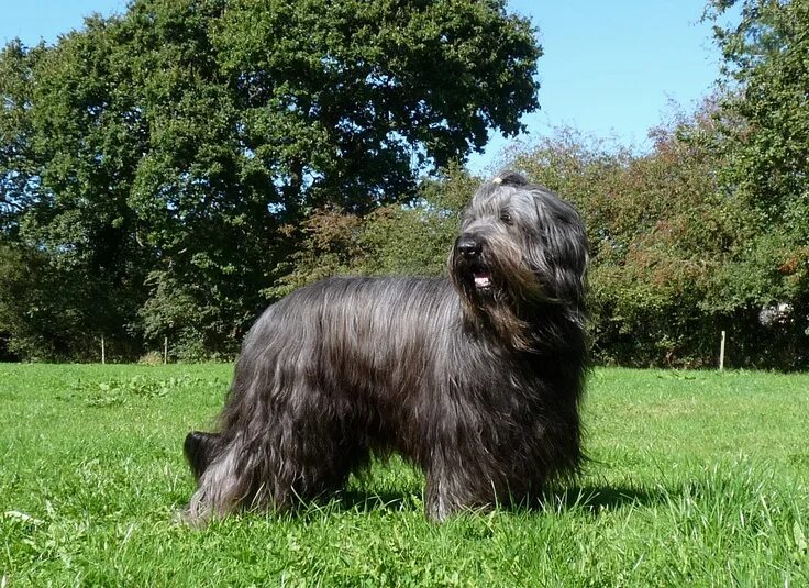 Овчарка бриар фото France. Berger de Brie (Briard) grey (slate) uncropped ears Briard, Dog breeds, 