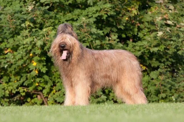 Овчарка бриар фото Briard Dog Breed Information and Pictures - PetGuide Briard hund, Hunde, Französ