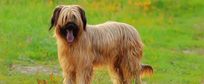Овчарка бриар фото Цены "Dog&Cat" в Хабаровске - Яндекс Карты
