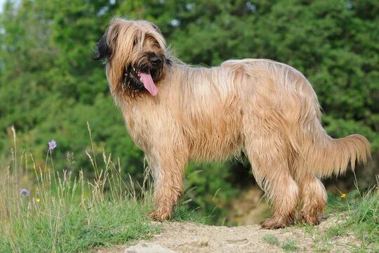 Овчарка бриар фото Briard Images - Browse 2,872 Stock Photos, Vectors, and Video Adobe Stock