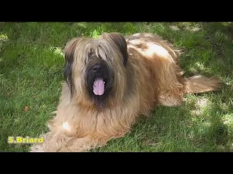Овчарка бриар фото Top10)Real / teddy bear breeds(Large dog edition) - YouTube