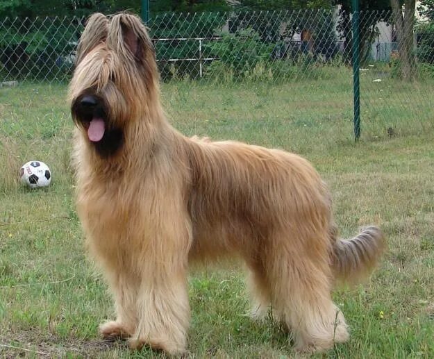 Овчарка бриар фото Briard - We had one when I was growing up. Coco. Such a cool, smart, dog. With a