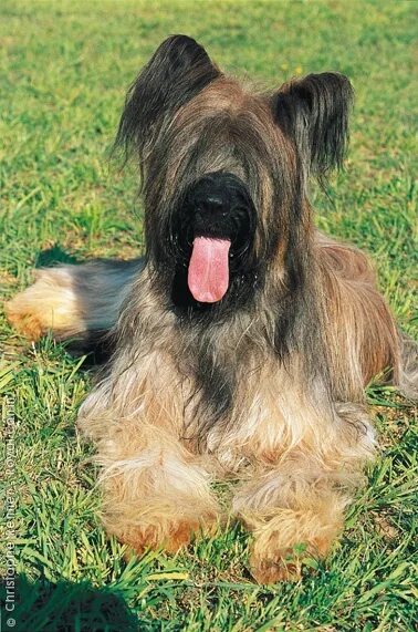 Овчарка бриар фото Akc dog breeds, Briard dog, Briard