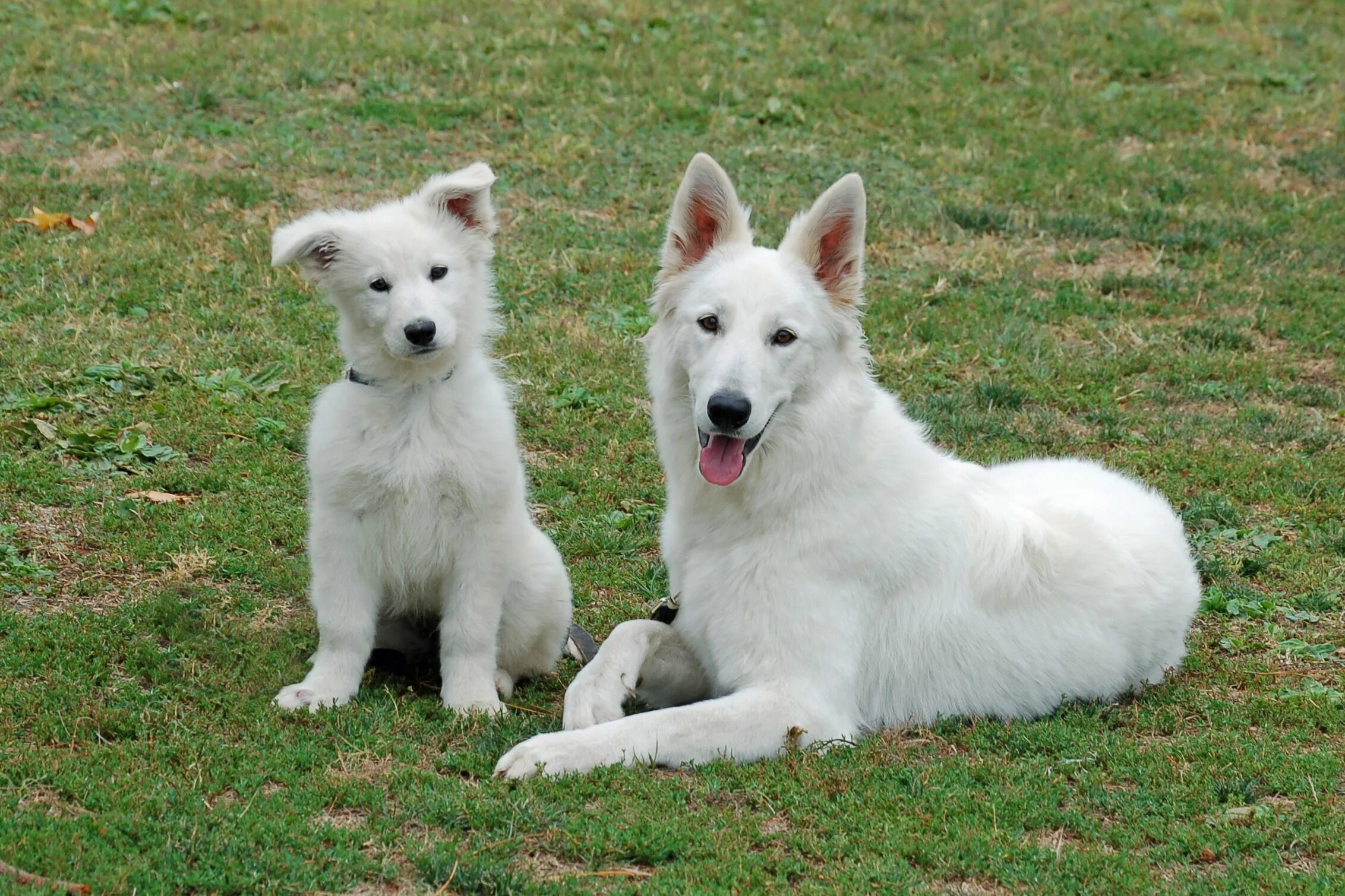 Овчарка бшо фото Berger Blanc Suisse 17 Hunde