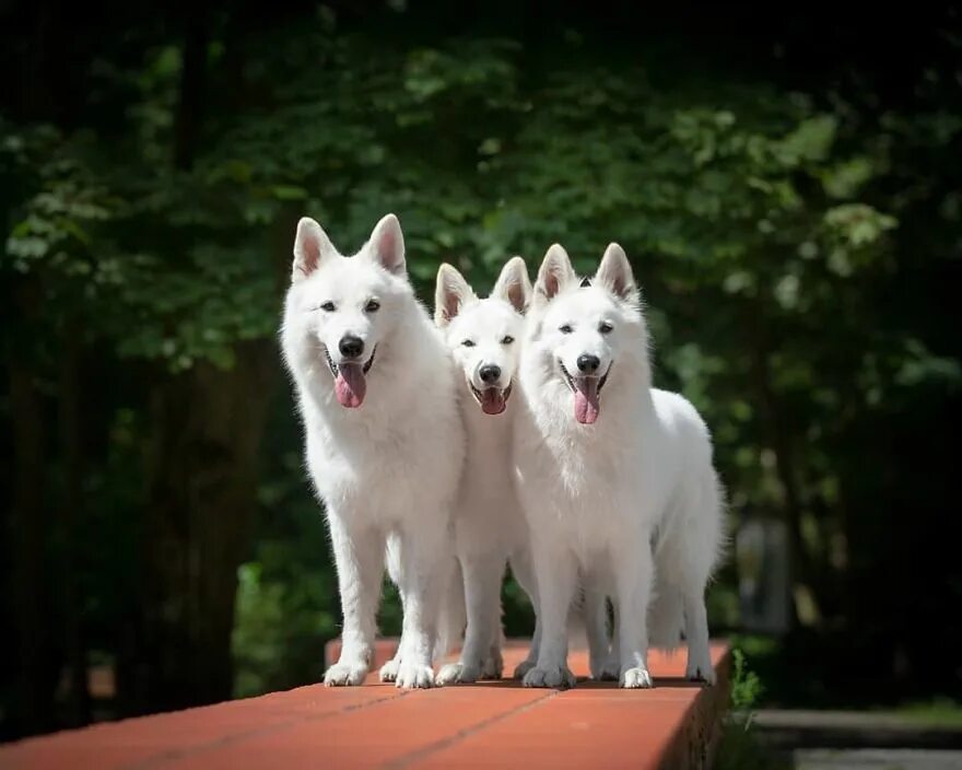 Овчарка бшо фото Woman's Photoshoot Of Her Dogs With Sunflowers Goes Off The Rails After They Fin