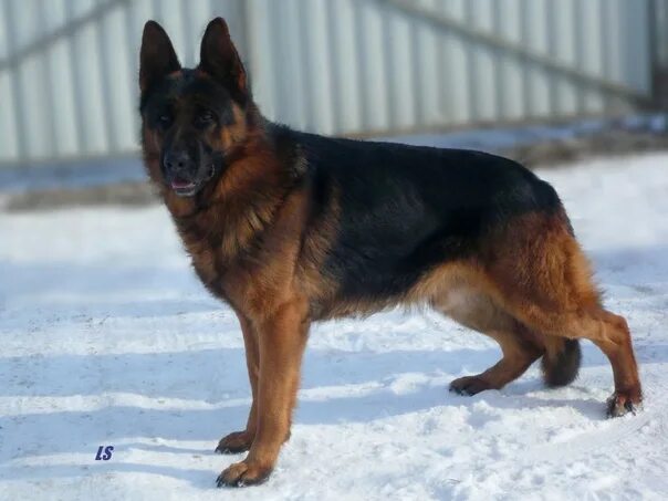Овчарка чепрак фото Lost dog in the Valley. German Shepherd color (black and brown) responds to the 
