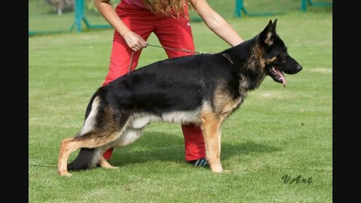 Овчарка чепрак фото beautiful west German working line German shepard puppies, German shepherd dogs,