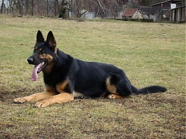 Овчарка чепрак фото Orion z Jirkova Dvora ZVV3, IPO3, BH. Sire Born: 01. April 2010 Немецкая овчарка