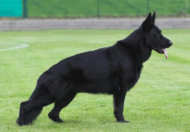 Овчарка черная фото цена 140 Fierce Dog Names The Paws Black german shepherd dog, German sheperd dogs, Bl