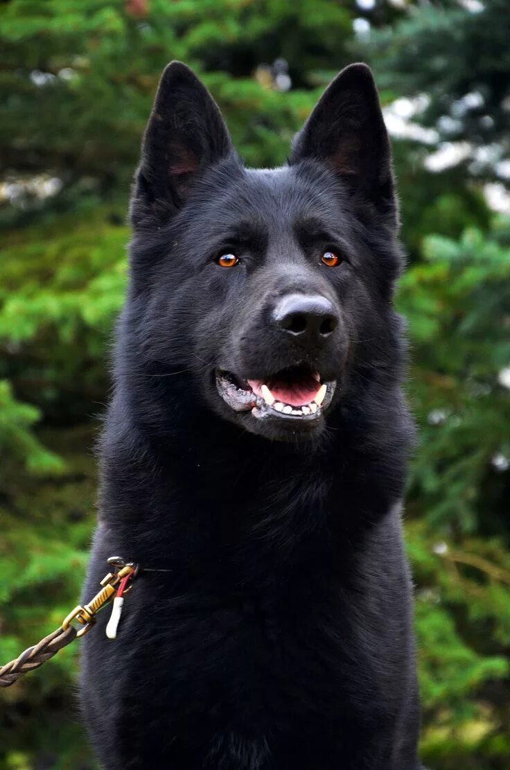 Овчарка черная фото цена Pin su Овчарки Cane da pastore, Pastore, Cani
