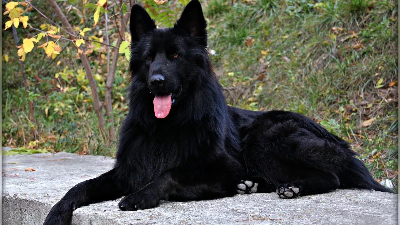Овчарка черная фото цена Черная длинношерстная немецкая овчарка - HUMMER! Black longhaired german shepher