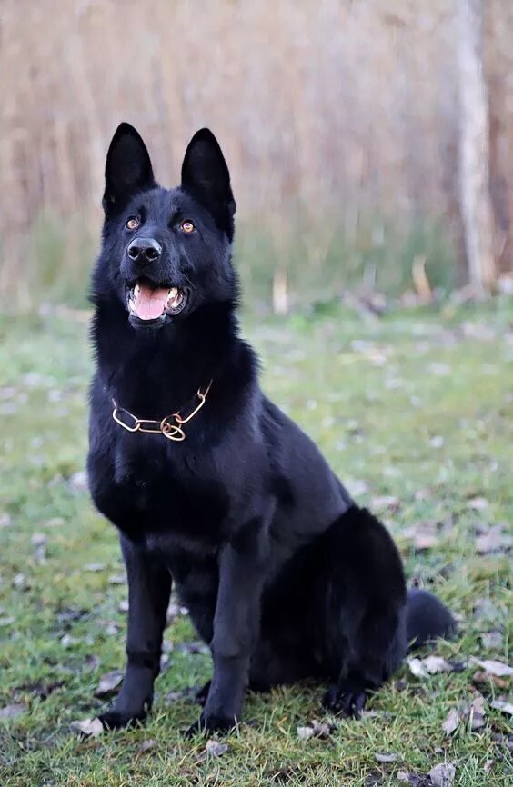 Овчарка черная фото цена Black German Shepherd Dog Breed Information and Pictures Black Beauty Pastor ale