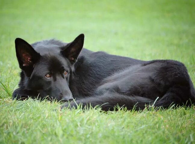 Овчарка черная фото цена GSD of the Month Archive 2012