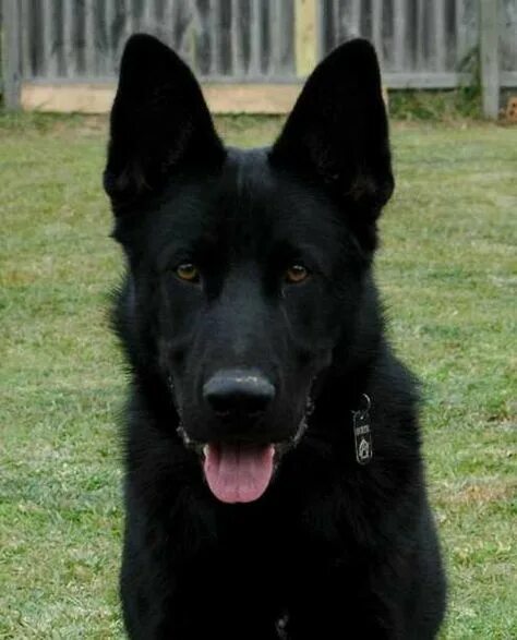 Овчарка черная фото цена Adorable German Shepherd Black Lab Mix Dogs