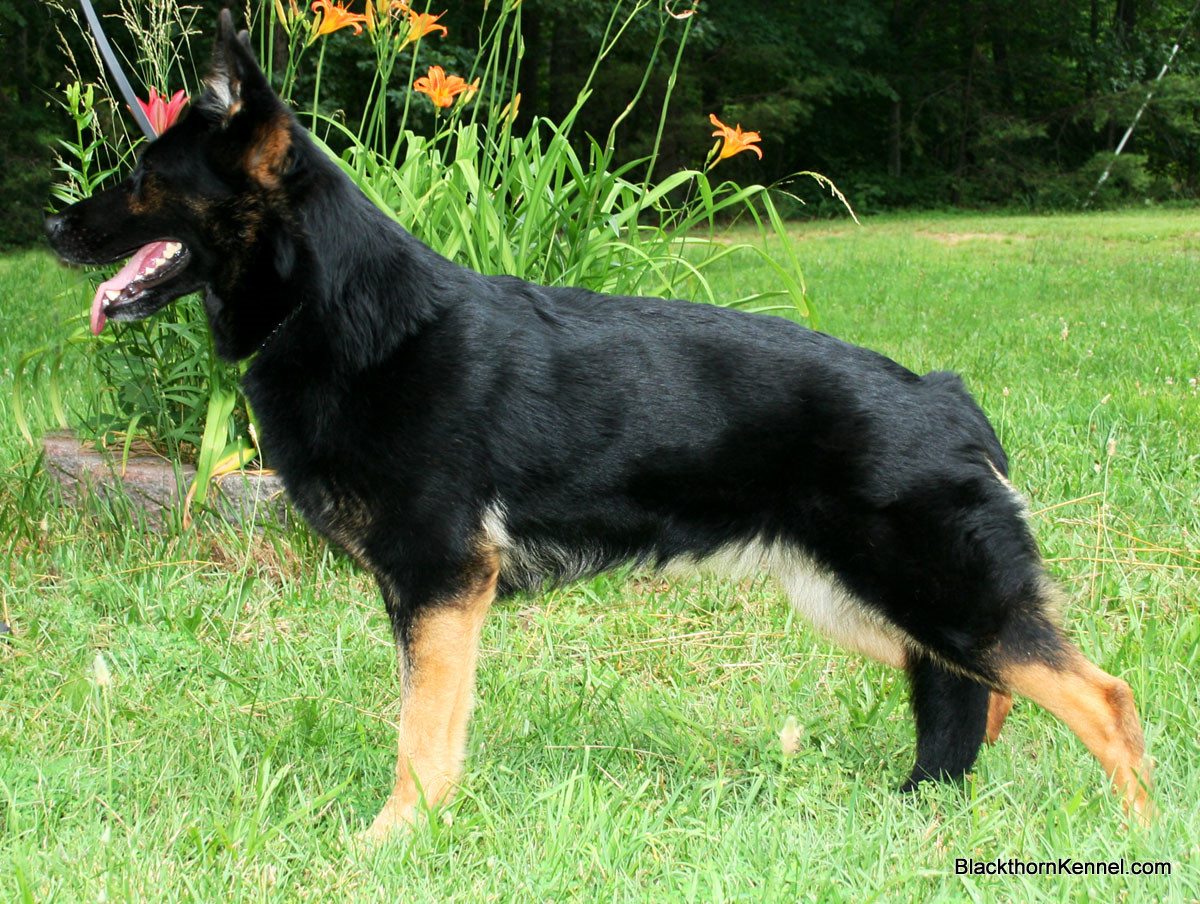 Овчарка черно подпалая фото Ddr black german shepherd - Home Elite DDR German Shepherd Puppies Premier Germa