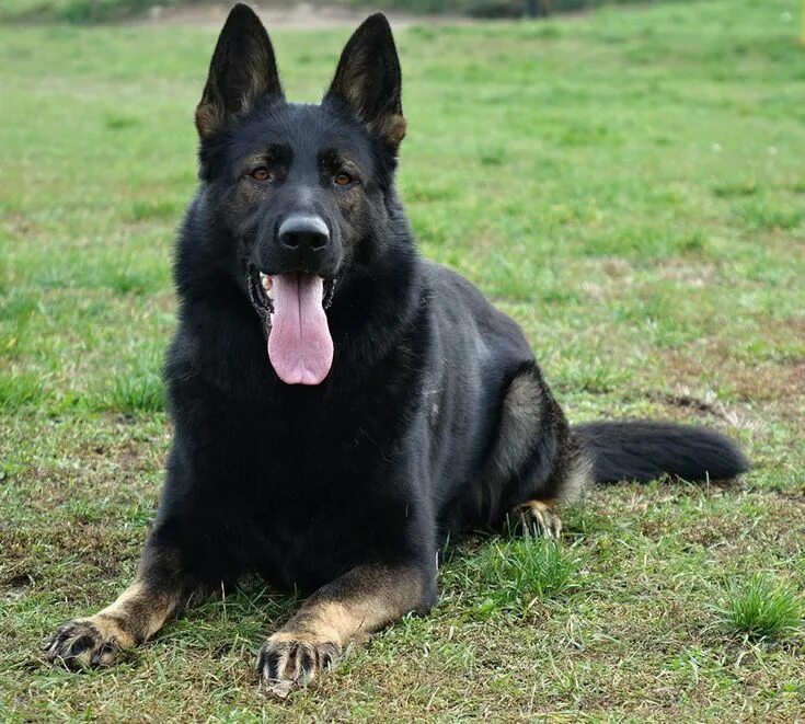 Овчарка черно подпалая фото Jinopo.CZ Czech, Slovak, DDR, East German K9 Working Dogs