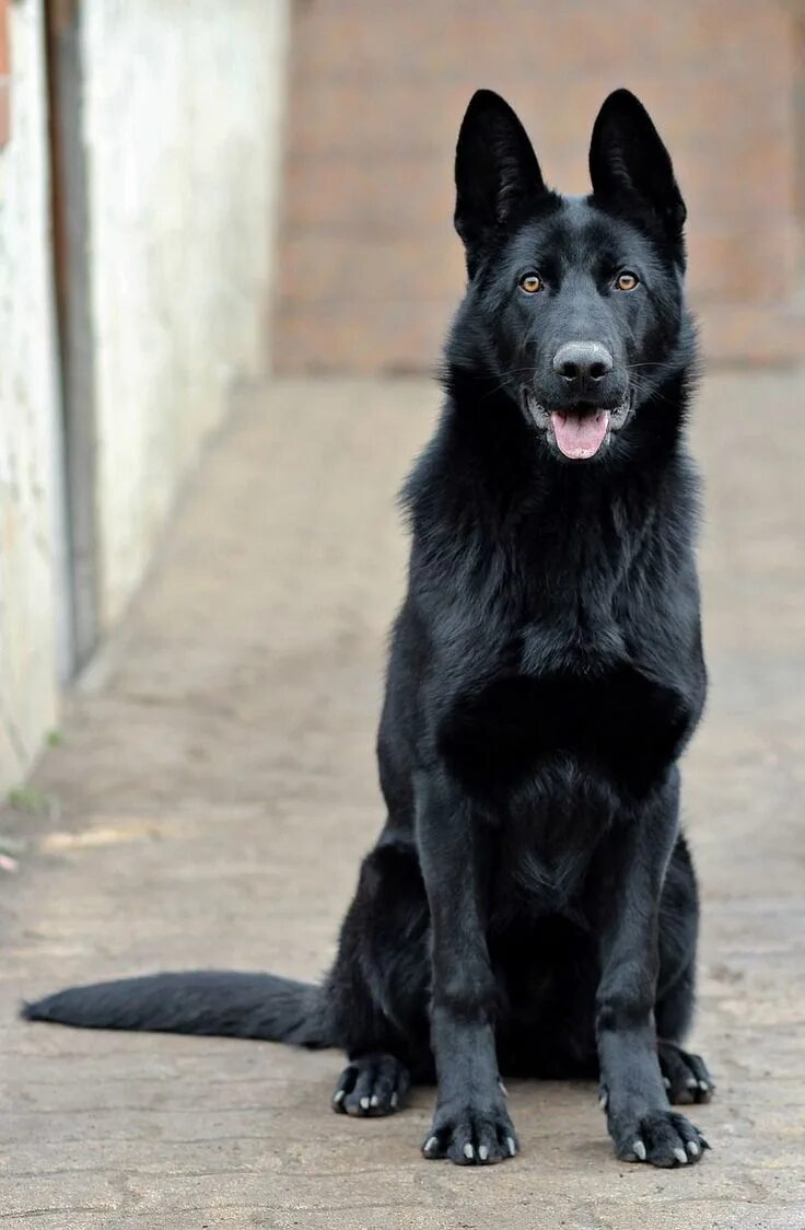 Овчарка черного цвета фото Ask an Ask an Expert Question, Get an Answer ASAP! German shepherd puppies, Blac