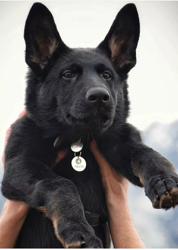 Овчарка черного цвета фото Pin on German Shepherds