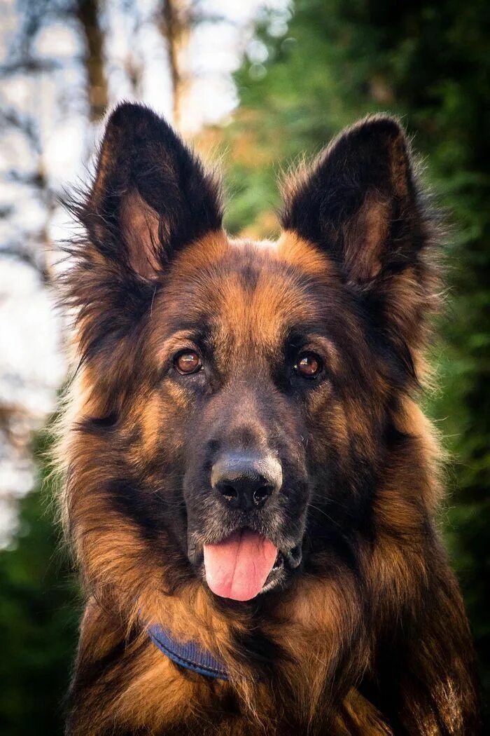 Овчарка дауфмана фото Pin by veronaway2 on German Shepherd Dogs baby German shepherd dogs, Shepherd do