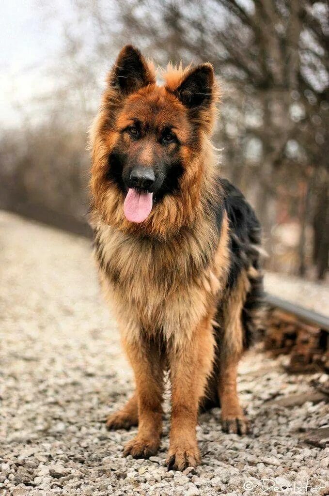 Овчарка дауфмана фото Немецкая овчарка Dog photography puppies, German shepherd dogs, German dogs