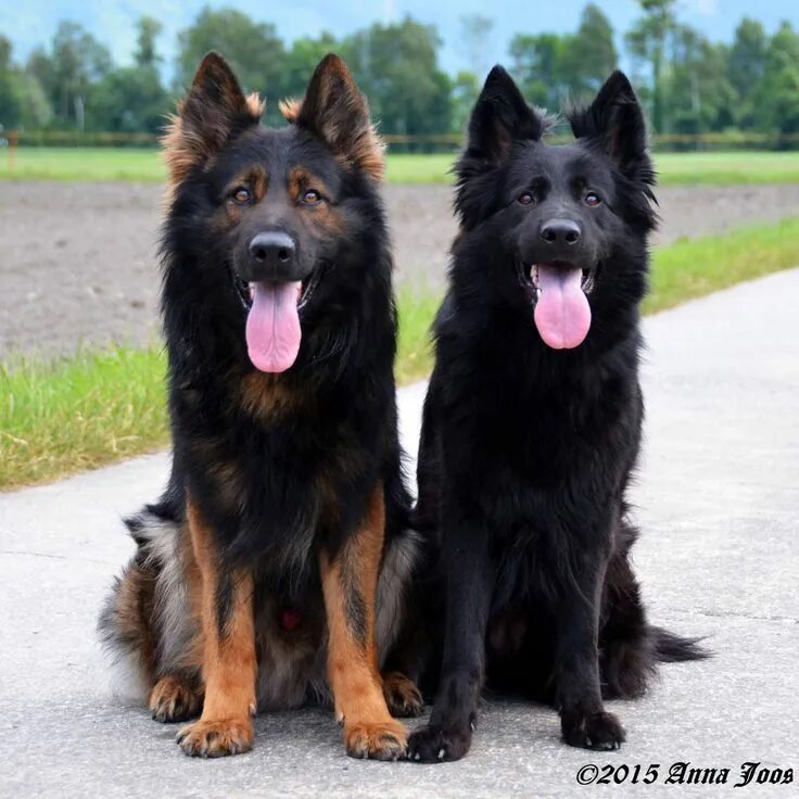 Овчарка дауфмана фото Pin on German Shepherd-Part 10 Bully breeds dogs, German sheperd dogs, Gsd dog